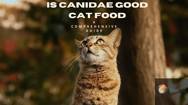               What are the healthiest food brands for cats? 