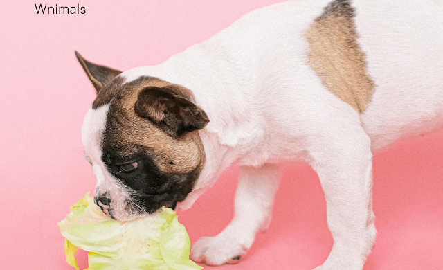 Choosing the Right Pet Food: Key Ingredients for a Healthy and Happy Pet