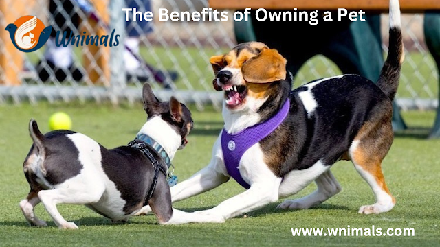 benefits-of-pet-ownership-for-children