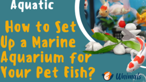 Marine Aquarium System