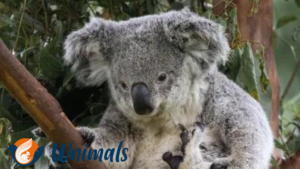 Koala behaviors