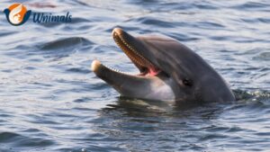 Bottlenose Dolphins