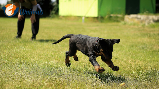 "Obedience train your dog at home"

