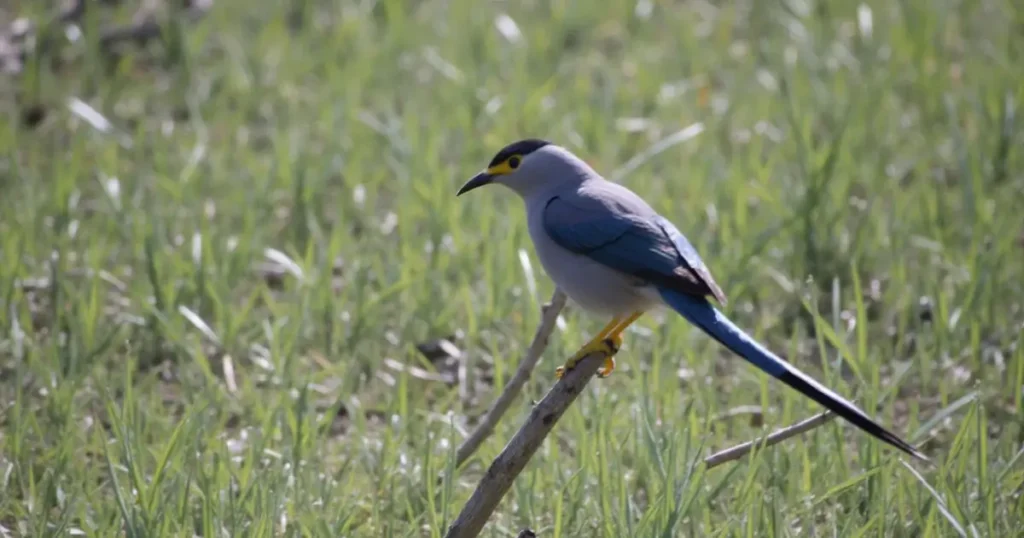 hancock bird