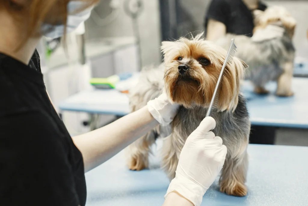 doggie styles grooming