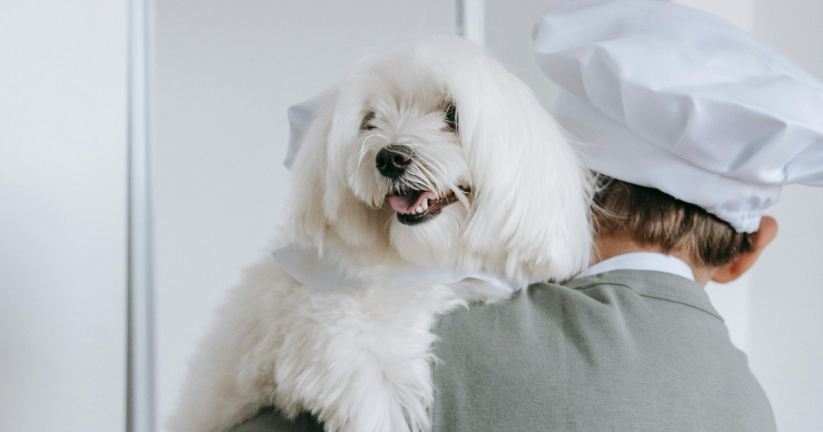 20250102_112530_0000 happy tails pet grooming