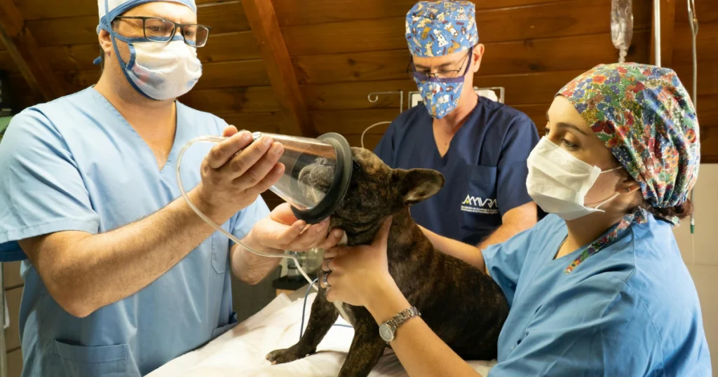 happy tails pet grooming